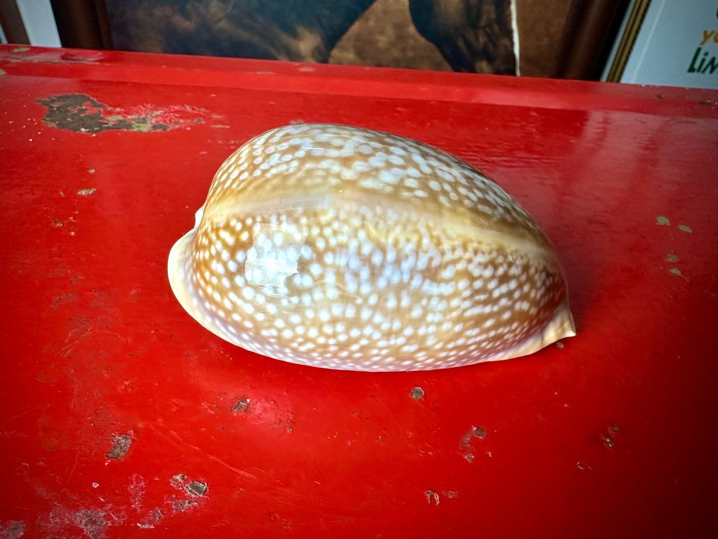 ‧͙⁺ ᴀtʟaɴtic DeEr COWRie sHEll✩彡⁺‧͙
