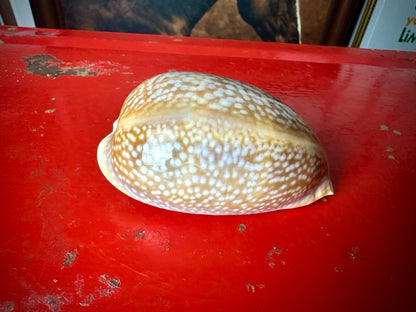 ‧͙⁺ ᴀtʟaɴtic DeEr COWRie sHEll✩彡⁺‧͙