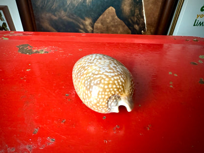 ‧͙⁺ ᴀtʟaɴtic DeEr COWRie sHEll✩彡⁺‧͙