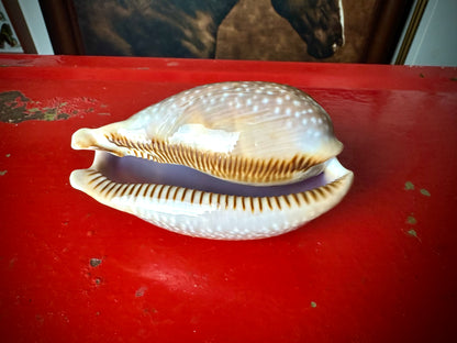 ‧͙⁺ ᴀtʟaɴtic DeEr COWRie sHEll✩彡⁺‧͙