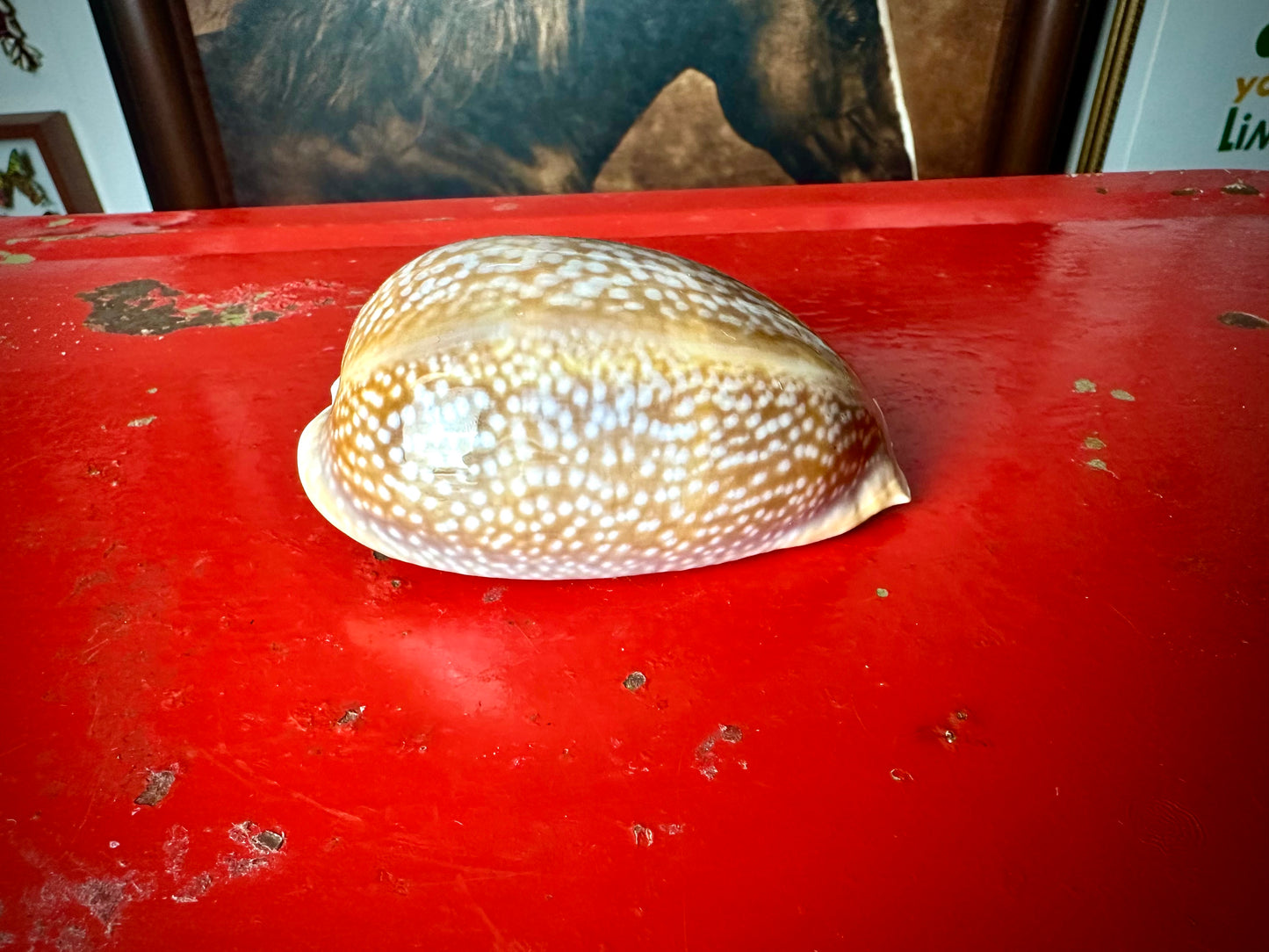 ‧͙⁺ ᴀtʟaɴtic DeEr COWRie sHEll✩彡⁺‧͙