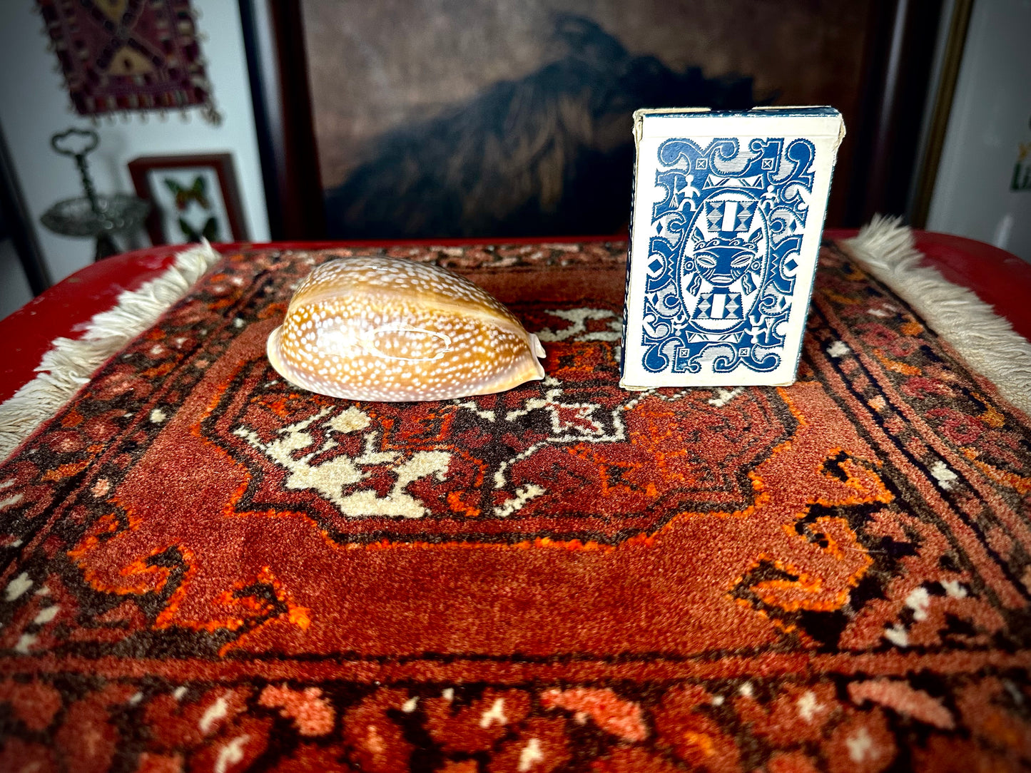 ‧͙⁺ ᴀtʟaɴtic DeEr COWRie sHEll✩彡⁺‧͙