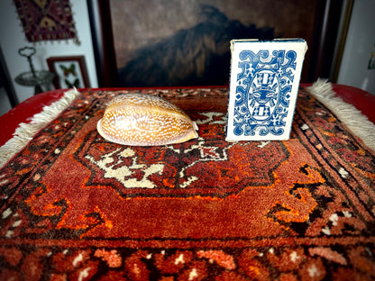 ‧͙⁺ ᴀtʟaɴtic DeEr COWRie sHEll✩彡⁺‧͙
