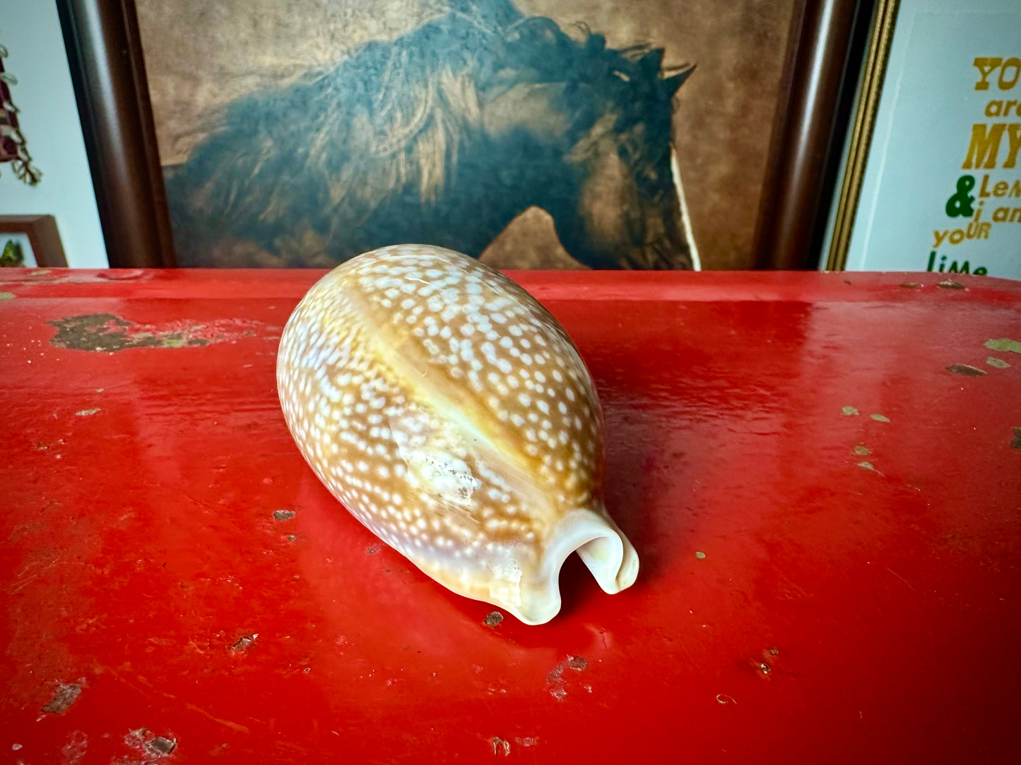 ‧͙⁺ ᴀtʟaɴtic DeEr COWRie sHEll✩彡⁺‧͙