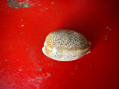 ‧͙⁺ ᴀtʟaɴtic DeEr COWRie sHEll✩彡⁺‧͙
