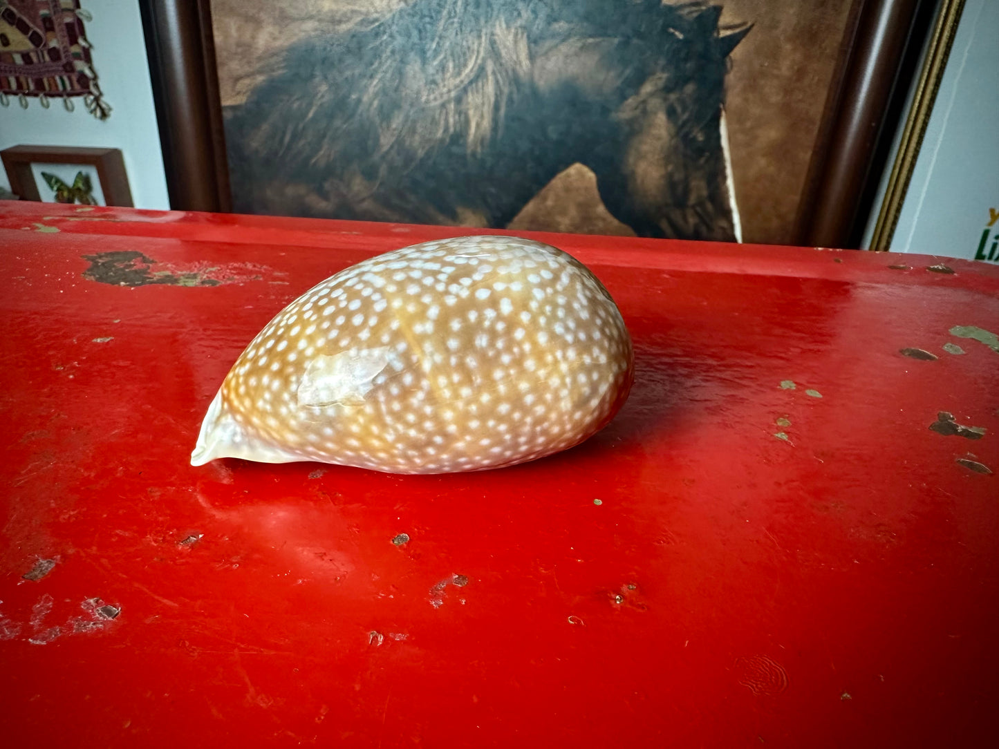 ‧͙⁺ ᴀtʟaɴtic DeEr COWRie sHEll✩彡⁺‧͙