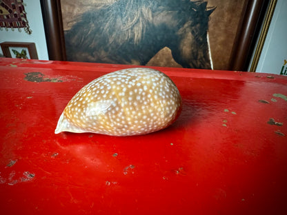‧͙⁺ ᴀtʟaɴtic DeEr COWRie sHEll✩彡⁺‧͙