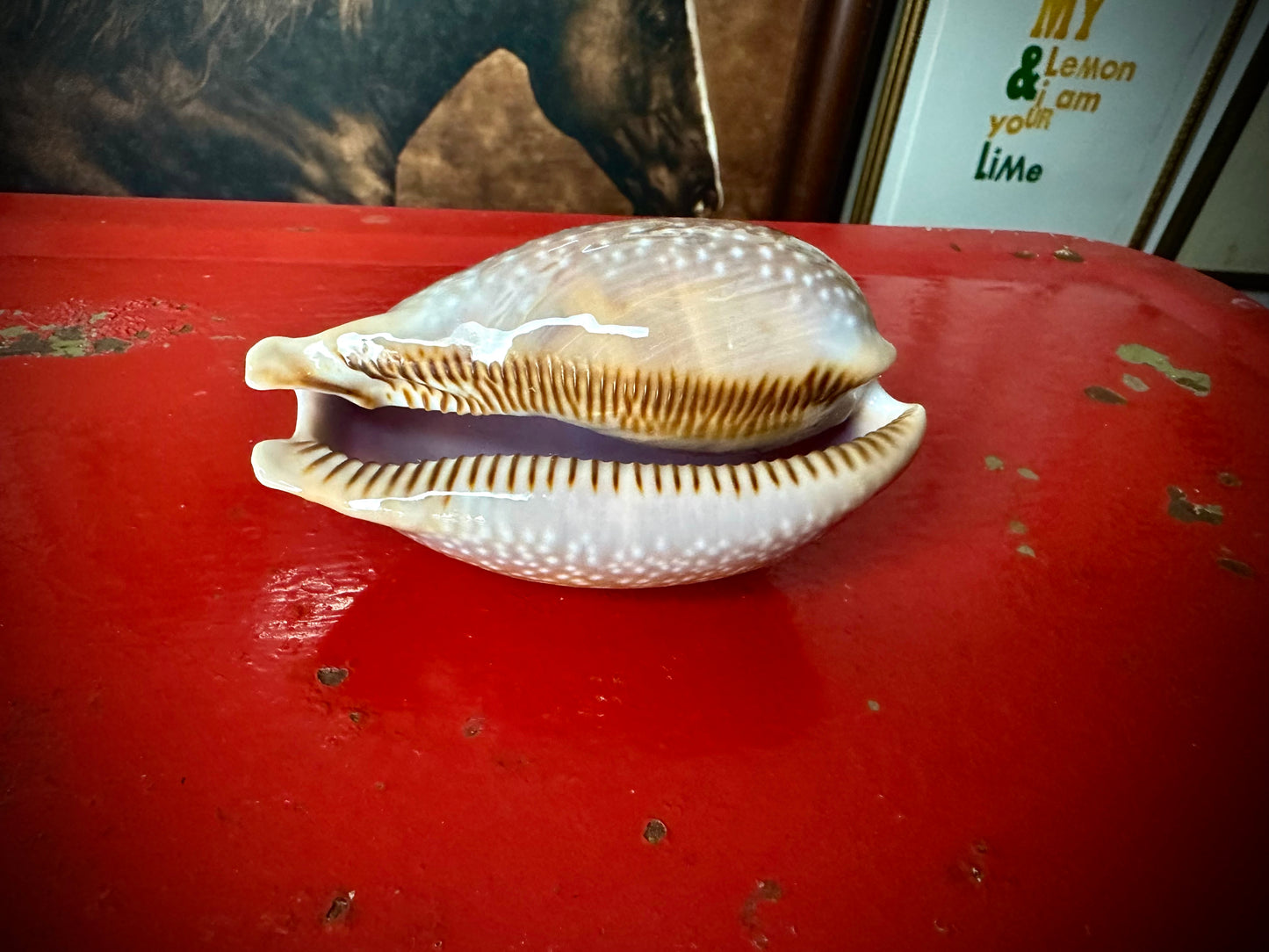 ‧͙⁺ ᴀtʟaɴtic DeEr COWRie sHEll✩彡⁺‧͙
